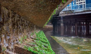 Read more about the article Adding Life to Hardened Urban Shorelines